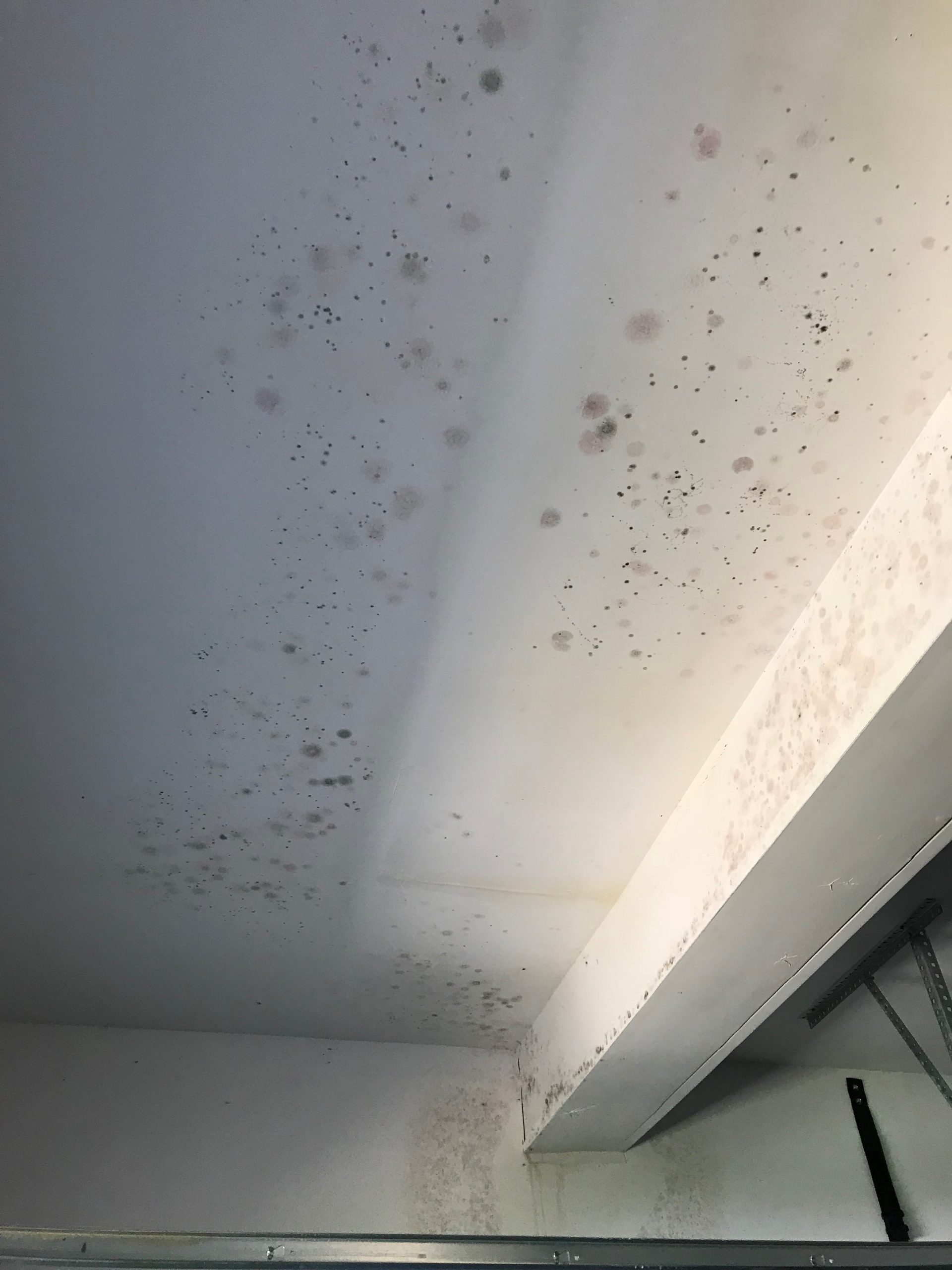 Mold Removal in Ceiling